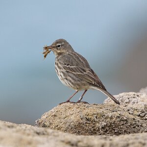 DSC04877 - Rock Pipit.jpeg