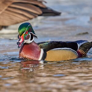Wood Duck - Brandywine Park - 02012026 - 06 - DN.jpg