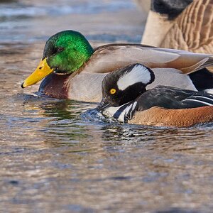 Hooded Merganser - Brandywine Park - 02012026 - 12 - DN.jpg