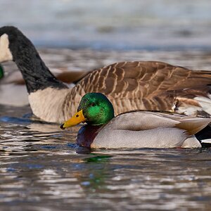 Mallard - Brandywine Park - 02012026 - 01 - DN.jpg
