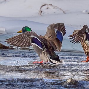Mallard - Brandywine Park - 02012026 - 12 - DN.jpg