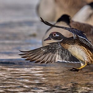Wood Duck - Brandywine Park - 02012026 - 01 - DN.jpg