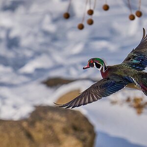 Wood Duck - Brandywine Park - 02012026 - 13 - DN.jpg