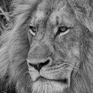 Lion BW - Karongwe - 11112017 - 01.jpg