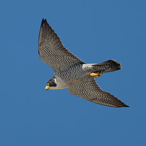 Peregine Falcon 8104.jpg