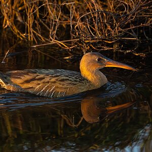 Ridgeway's Rail 5358.jpg