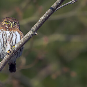 Northern-Pygmy-Owl-2261-DxO_DeepPRIME-3.jpg