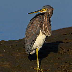 Tricolored Heron 3294.jpg