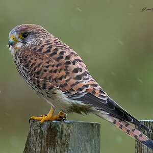 kestrel 2025_672.jpg