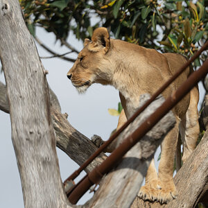 LionInATree.jpg