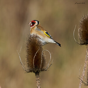 goldfinch 2026_7.jpg
