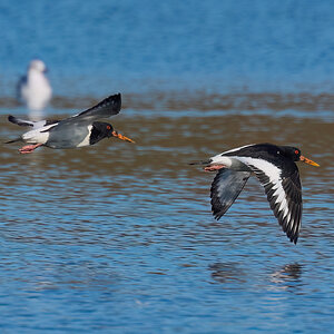 oyster catcher 2026_8.jpg