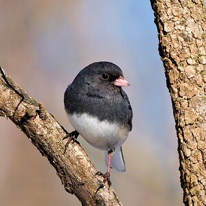 Junco.jpg