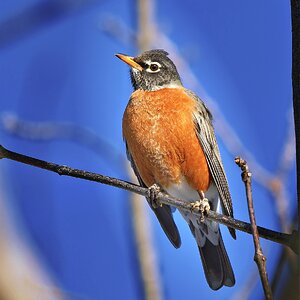 Robin2 SM.jpg