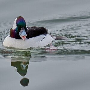 Bufflehead - Forsythe NWR - 02162026 - 13 - DN.jpg
