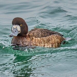 Greater Scaup - Barnegat - 02162026 - 02 - DN.jpg