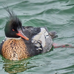 Red-Breasted Merganser - Barnegat - 02162026 - 10 - DN.jpg