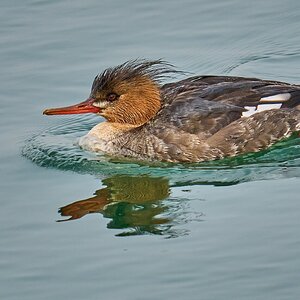 Red-Breasted Merganser - Barnegat - 02162026 - 03 - DN.jpg