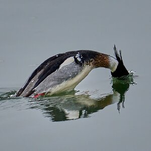 Red-Breasted Merganser - Forsythe NWR - 02162026 - 04 - DN.jpg