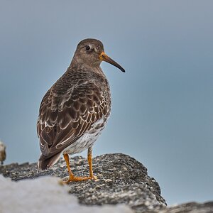 Purple Sandpiper - Barnegat - 02162026 - 04 - DN.jpg