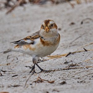 Snow Bunting - Barnegat - 02162026 - 10 - DN.jpg