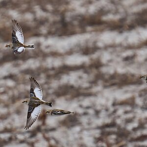 Snow Bunting - Barnegat - 02162026 - 12 - DN.jpg