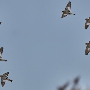 Snow Bunting - Barnegat - 02162026 - 14 - DN.jpg