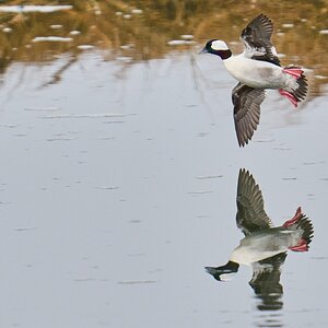 Bufflehead - Forsythe NWR - 02162026 - 08 - DN.jpg