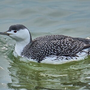 Red-Throated Loon - Barnegat - 02162026 - 02 - DN.jpg