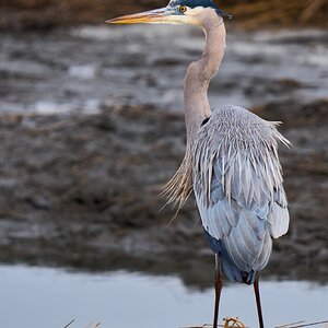 Great Blue Heron - Forsythe NWR - 02162026 - 01 - DN.jpg