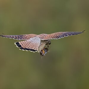 kestrel 2025 414.jpg
