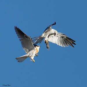 White-tailed Kite 4321.jpg