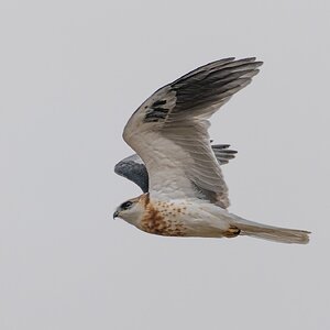 White-tailed Kite 3661.jpg