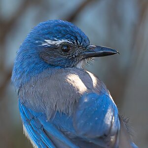 California Scrub Jay 1092-1.jpg