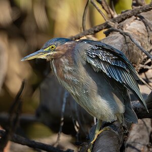 Green Heron 1826.jpg