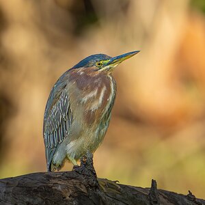 Green Heron 2075-1.jpg