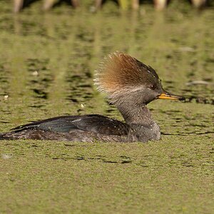 Hooded Merganser 2868.jpg
