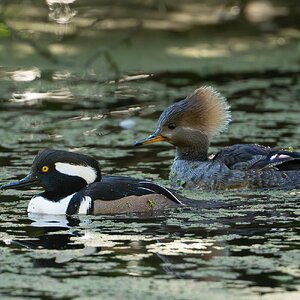 Hooded Mergansers 2362.jpg