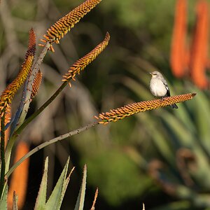 Northern Mockingbird 9988-1.jpg