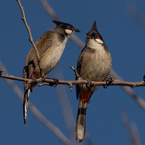 Red-whiskered Bulbul 1001.jpg