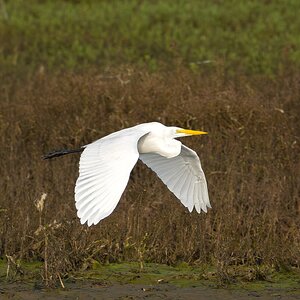 Great Egret 3980.jpg