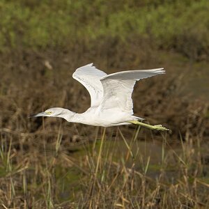 Little Blue Heron 3829.jpg