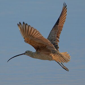 Long-billed Curlew 2727.jpg