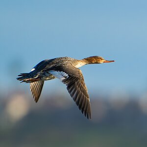 Red-breasted Merganser 2788.jpg