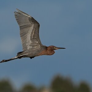 Reddish Egret 3384.jpg