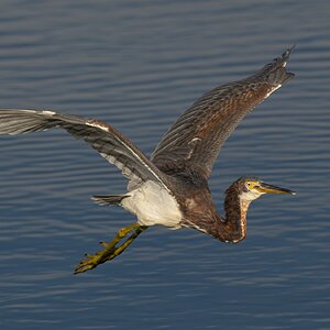 Tricolored Heron 3766.jpg