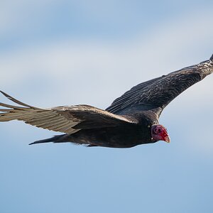Turkey Vulture 2835.jpg