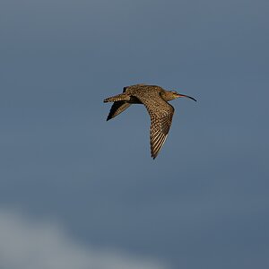 Whimbrel 3204.jpg