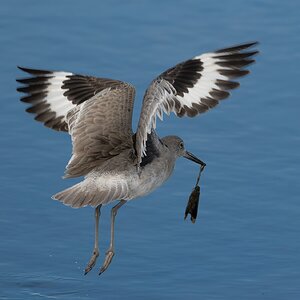 Willet 4148.jpg