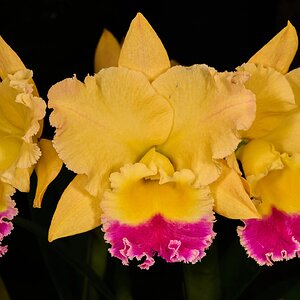 Golden Girl - Longwood - 02162026 - 01.jpg